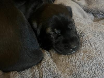 Cocker Spaniel x Terrier puppies in Galway