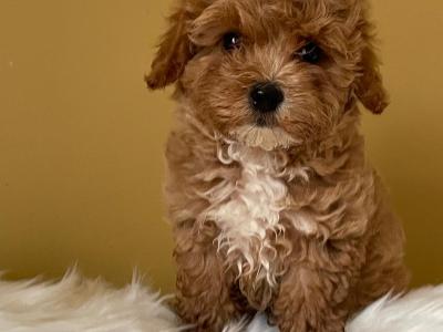 Adorable Toy Maltipoo puppies in Limerick