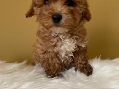 Adorable Toy Maltipoo puppies in Limerick
