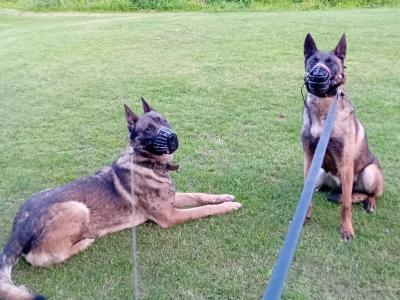 Belgian Malinois puppies for sale in Limerick