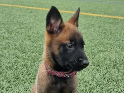 Belgian Malinois puppies for sale in Limerick