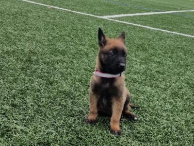 Belgian Malinois puppies for sale in Limerick