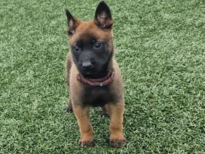 Belgian Malinois puppies for sale in Limerick