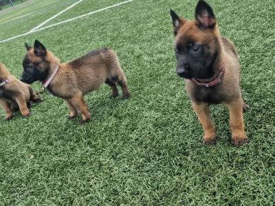 Belgian Malinois puppies for sale in Limerick