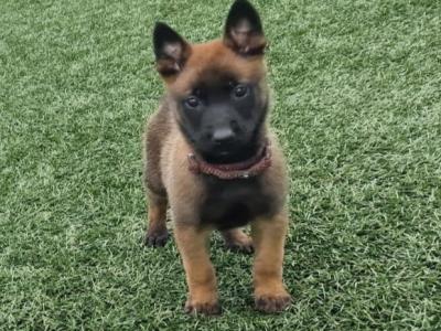 Belgian Malinois puppies for sale in Limerick