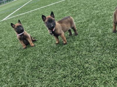 Belgian Malinois puppies for sale in Limerick