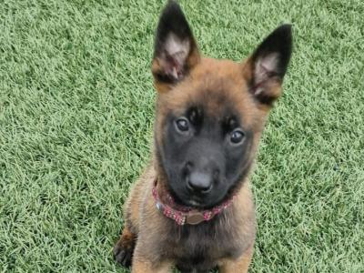 Belgian Malinois puppies for sale in Limerick