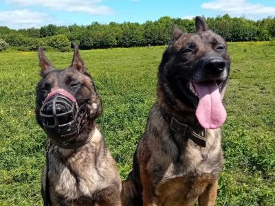 Belgian Malinois puppies for sale in Limerick