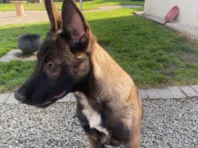 Female Belgian Malinois puppy for sale in Tipperary
