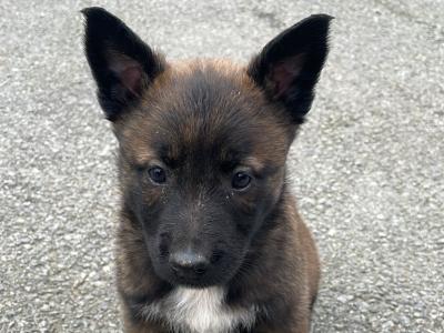 Female Belgian Malinois puppy for sale in Tipperary