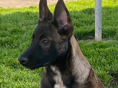 Female Belgian Malinois puppy for sale in Tipperary