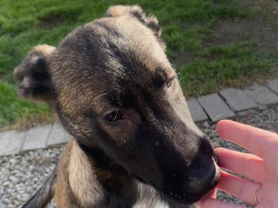 Female Belgian Malinois puppy for sale in Tipperary