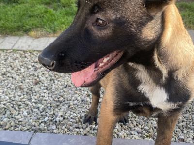 Female Belgian Malinois puppy for sale in Tipperary