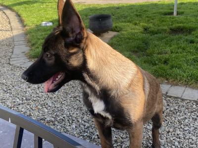 Female Belgian Malinois puppy for sale in Tipperary