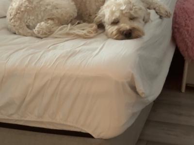 Cockapoo for stud