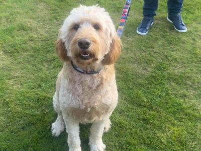 Cockapoo for stud