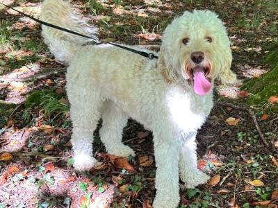 Cockapoo for stud