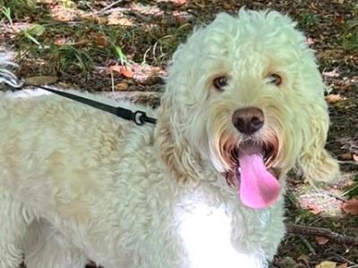 Cockapoo for stud