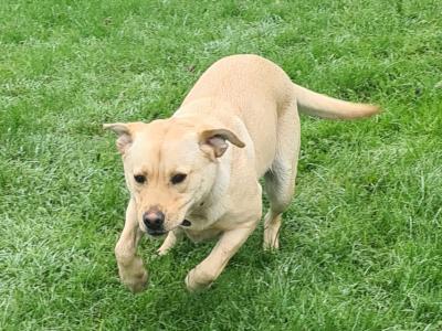 Female Labrador puppy 16 months old in Longford
