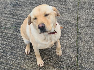 Female Labrador puppy 16 months old in Longford