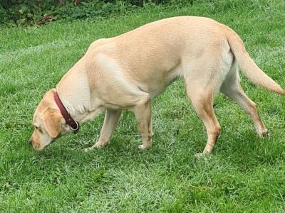Female Labrador puppy 16 months old in Longford