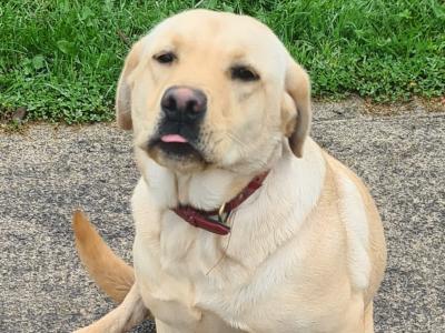 Female Labrador puppy 16 months old in Longford