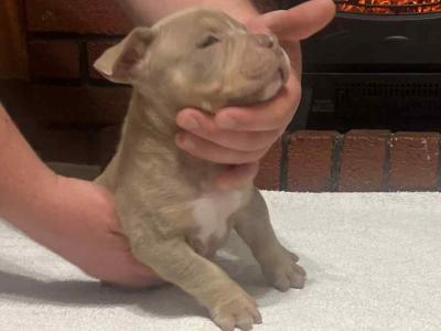 Pocket Bully puppies in Kerry €1200 🔥 🔥
