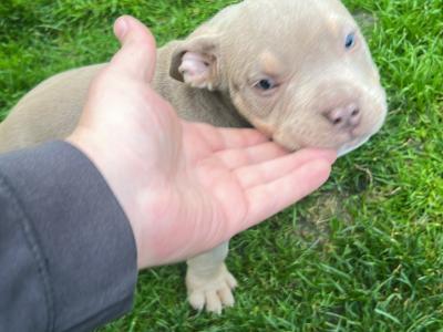 Pocket Bully puppies in Kerry €1200 🔥 🔥