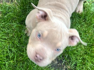 Pocket Bully puppies in Kerry €1200 🔥 🔥
