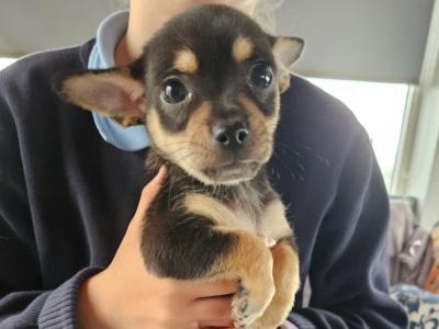 Male Chihuahua puppies for sale in Westmeath