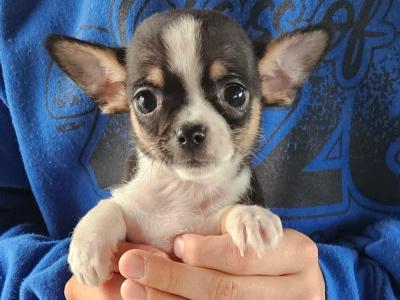 Male Chihuahua puppies for sale in Westmeath