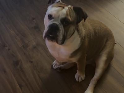 Male Bulldog for stud