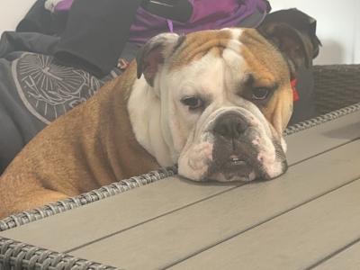 Male Bulldog for stud