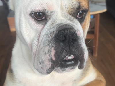 Male Bulldog for stud