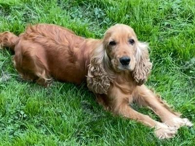 Cocker Spaniel Pepe
