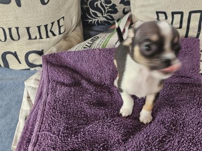 Male Chihuahua puppies for sale in Westmeath