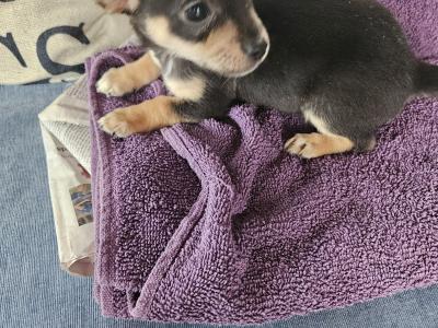 Male Chihuahua puppies for sale in Westmeath