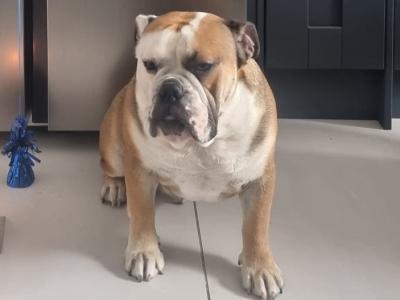 Male Bulldog for stud