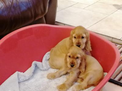 Golden Cocker Spaniels puppies for sale in Kilkenny