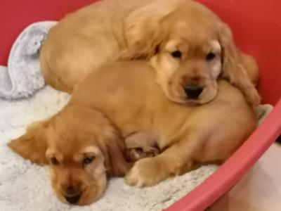Golden Cocker Spaniels puppies for sale in Kilkenny