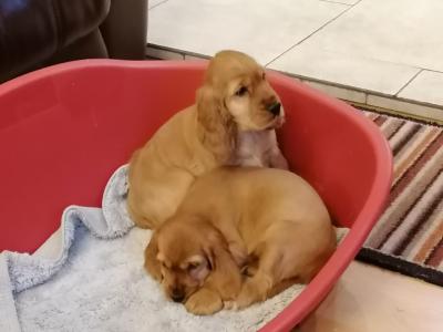 Golden Cocker Spaniels puppies for sale in Kilkenny