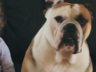 Male Bulldog for stud