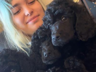 IKC Registered Standard Black Poodle puppies in Donegal. IKC health tested Parents ❤️
