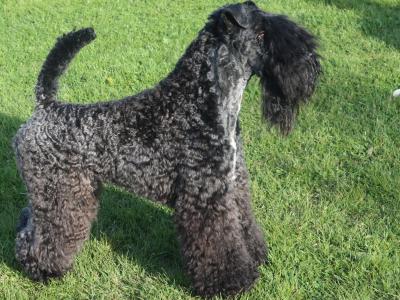 Purebred Irish Kerry Blue puppies in Clare  -Award Winning-Clare/Limerick