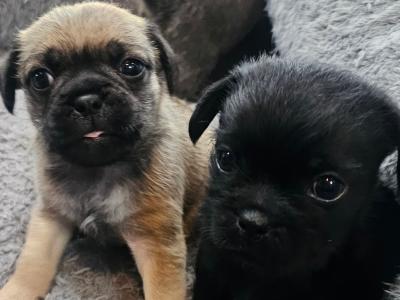 3/4 Pug puppies in Kerry
