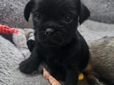 3/4 Pug puppies in Kerry