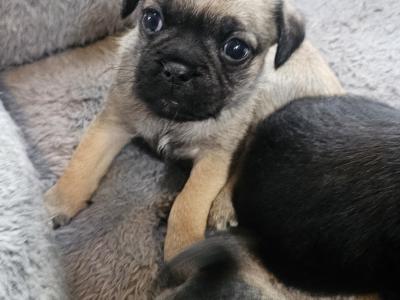 3/4 Pug puppies in Kerry