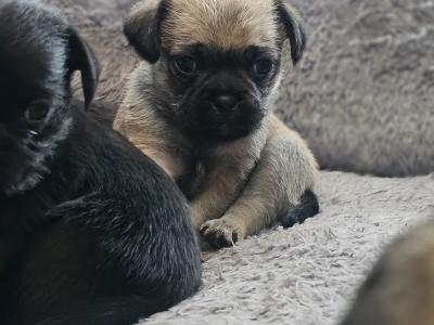 3/4 Pug puppies in Kerry