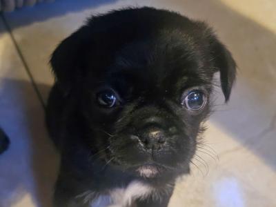 3/4 Pug puppies in Kerry