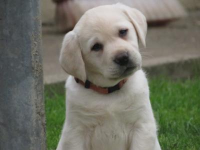 Outstanding Litter of purebred Golden Labrador puppies in Kildare